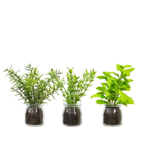 Herbs In Glass Bottle Assort (6)