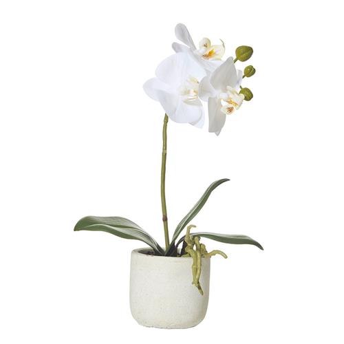Butterfly Orchid Artificial Plant White 170mm Rogue
