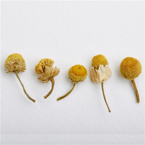 SERENITEA CHAMOMILE LOOSE LEAF TEA