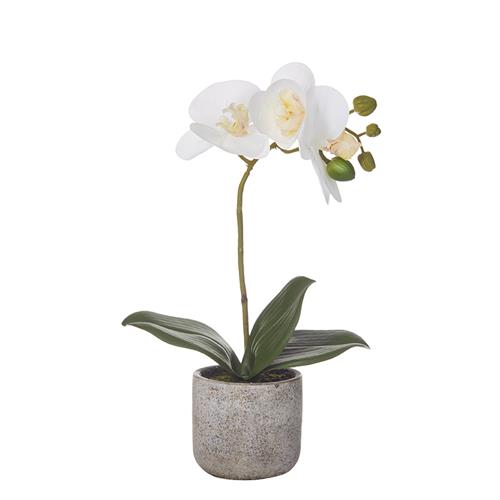 Butterfly Orchid Charcoal Pot 100X150x300mm (6)