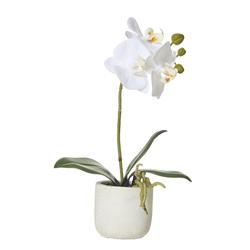 Butterfly Orchid Artificial Plant White 170mm Rogue