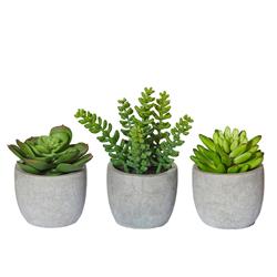 Succulent In Cement Pot Assort (12)