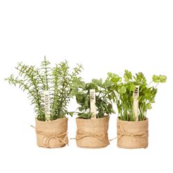 Herbs In Burlap Assort (6) 150X150x250mm