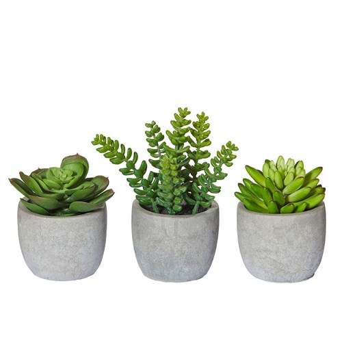 Succulent In Cement Pot Assort (12)